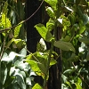 Plants: image 101 Of 107 Thumb